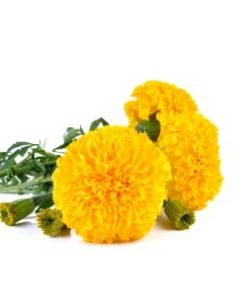 yellow marigold flower online at best price pivla zhendu fule peela genda ful online at best price
