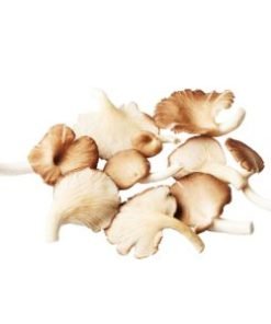 organic oyster mushroom online at best price sendriya oyster mushroom online at best price