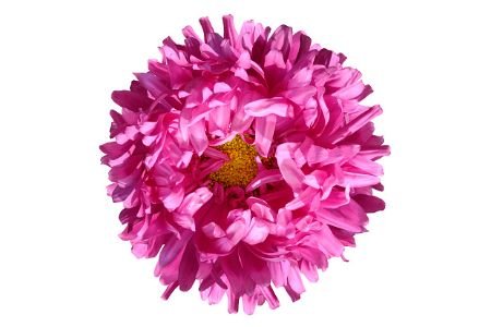Aster flower | ॲस्टर फुल | 250 gm