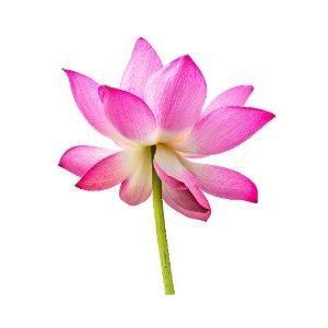 lotus flower | कमळाचे फूल | 5 Pcs