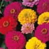 Dahlia Big Flowers Mix Seedling Plants | Pack of 102 Plants