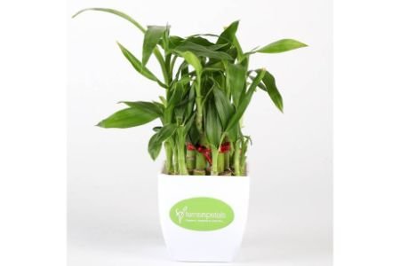 Ferns n Petals Two Layer Bamboo Plant | Pack of 1