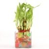 Ferns N Petals Two Layer Bamboo Plant | Pack of 1
