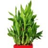 AGAMI Three Layer Bamboo Plant1 | Pack of 1