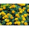 Tagetes Marigold Yellow/Gold Seedling Plants | Pack of 102 Plants