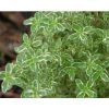 Thyme Seedling Plants | Pack of 102 Plants