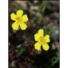 Thymifolia Yellow Seedling Plants | Pack of 102 Plants