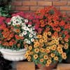 Zinnia Small Profusion Double Mix Seedling Plants | Pack of 102 Plants